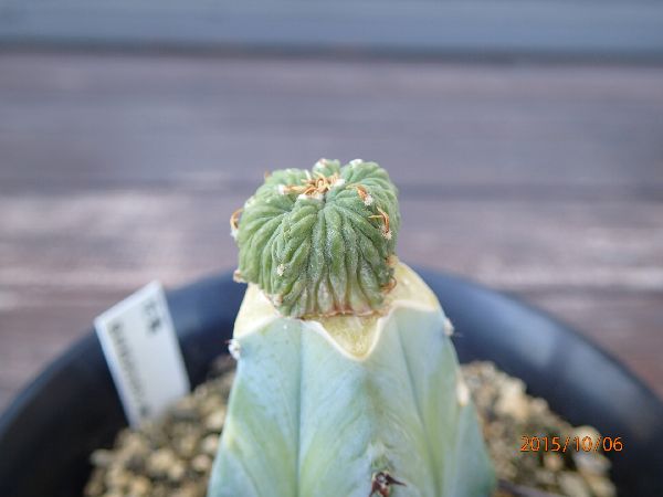 花籠栽培記録