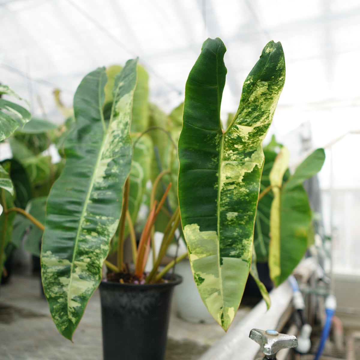 フィロデンドロン・ビレッティア 斑入り 3号サイズ – RARE PLANTS