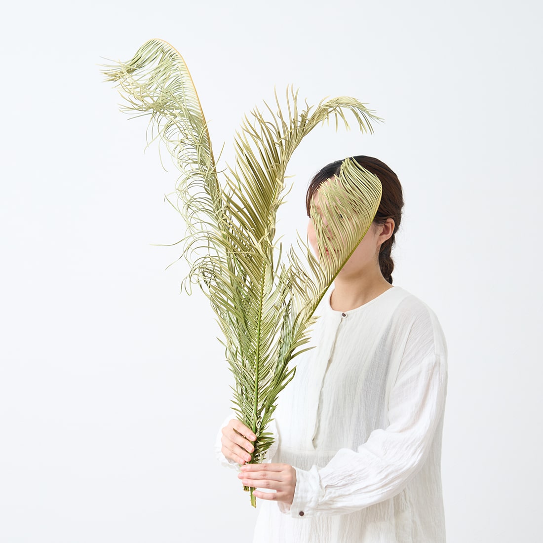 BIGボタニカル］ソテツ 60-70cm 商品ページ - 土と風の植物園