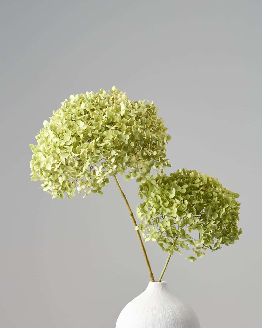 ドライフラワー］紫陽花 アナベル 商品ページ - 土と風の植物園