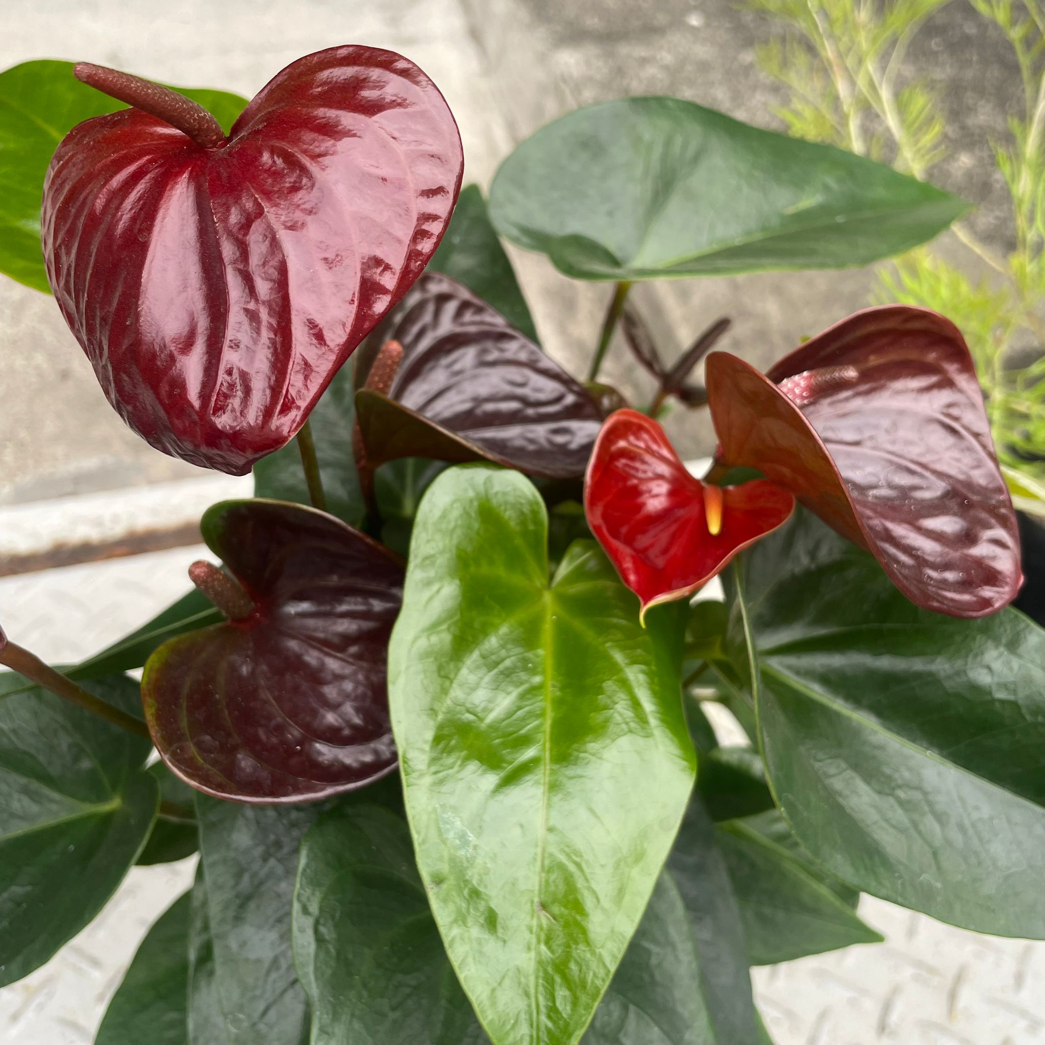 ThePlantSociety_68.jpg?v=