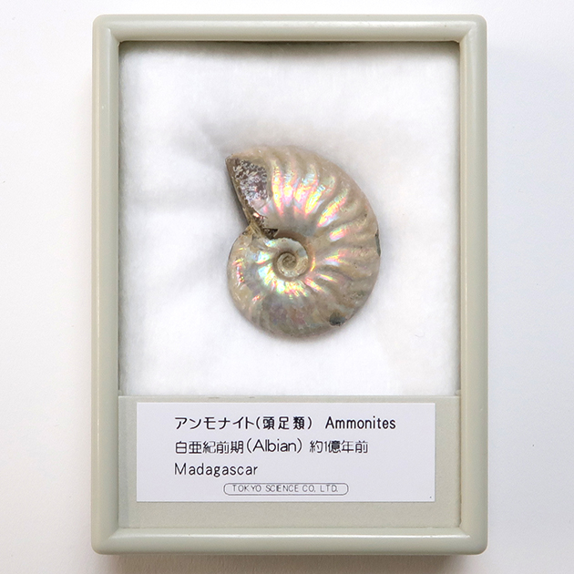 アンモナイト｜化石標本・分売｜化石販売・鉱物販売の東京サイエンス