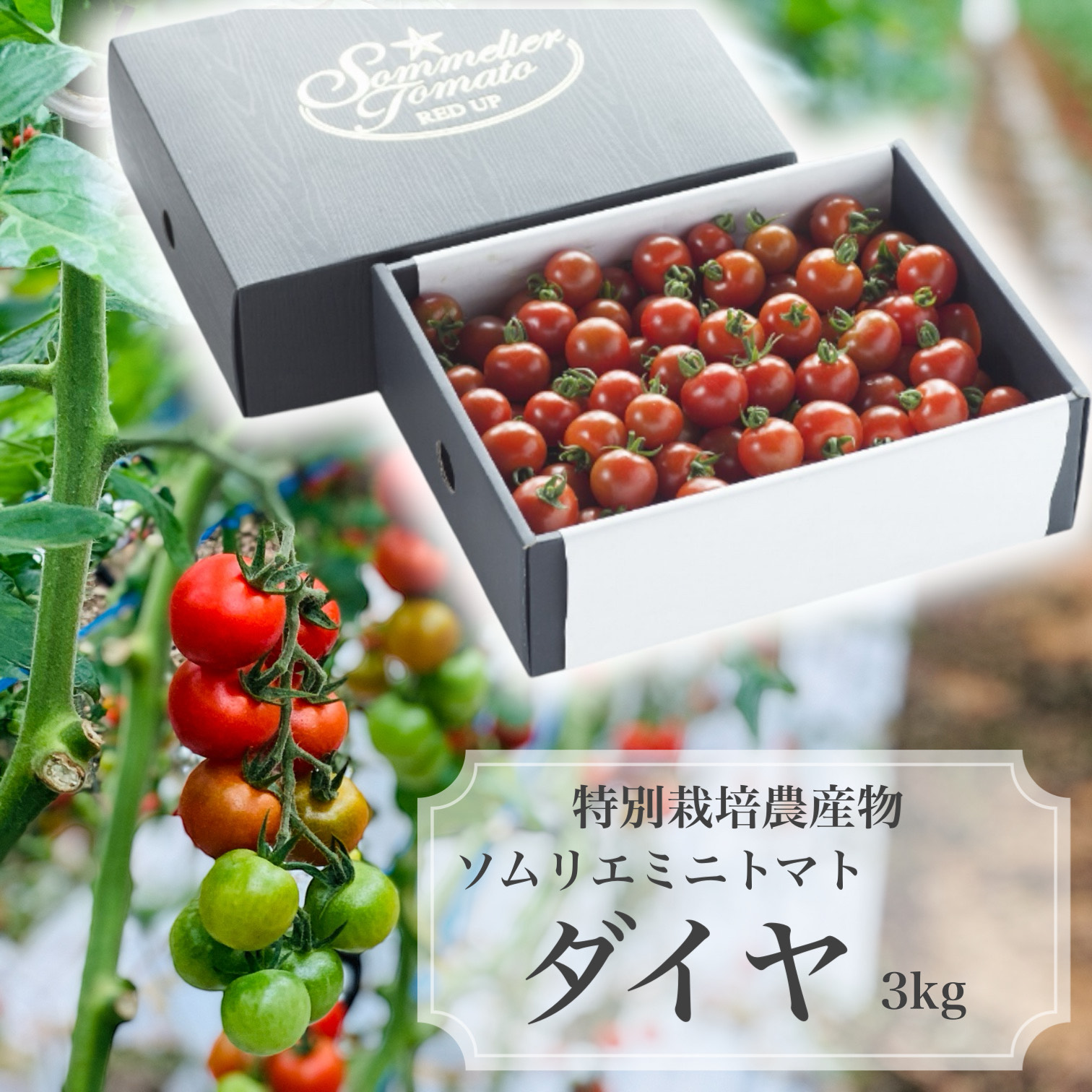 特別栽培農産物取得！熊本県玉名市「株式会社 レッドアップ」｜野菜