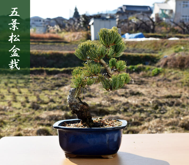楽天市場】現品 五葉松盆栽 A4本格五葉松盆栽 2020年12月22日撮影