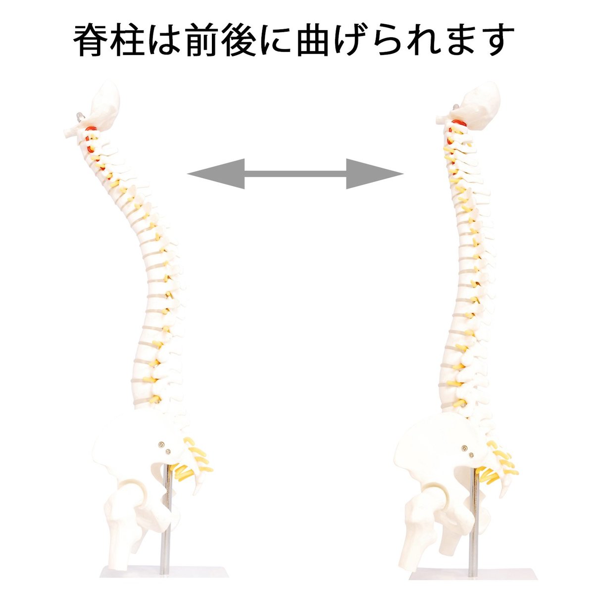楽天市場】人体模型 脊椎骨盤模型 脊柱 脊髄 脊椎模型 脊椎骨模型 ミニ
