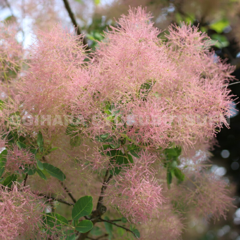 楽天市場】スモークツリー 'ピンク パール' : おぎはら植物園