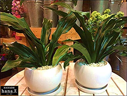 楽天市場】万年青（オモト）有田 2鉢セットのお買い得販売♪和風の