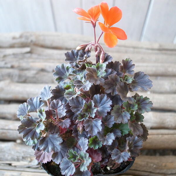 楽天市場】ゼラニウム 黒雲竜 古典植物 3号サイズ 苗 希少品種 珍しい