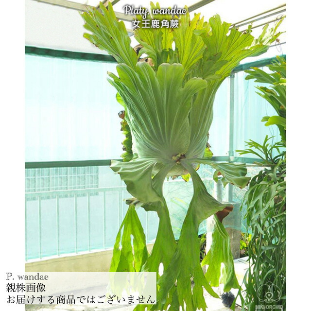 楽天市場】(現品) ビカクシダ ワンダエ (No.40497) (コウモリラン 観葉