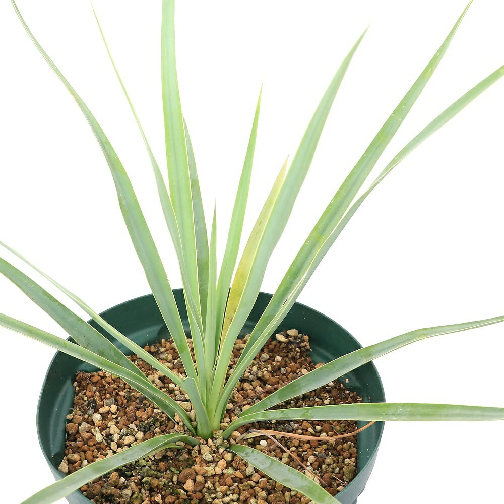 観葉植物 ユッカリギダ」の人気商品一覧 | 安い商品を通販サイトから