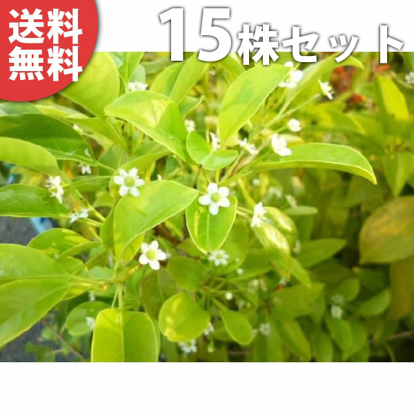 植木 ソヨゴ 常緑樹」の人気商品一覧 | 安い商品を通販サイトから探す