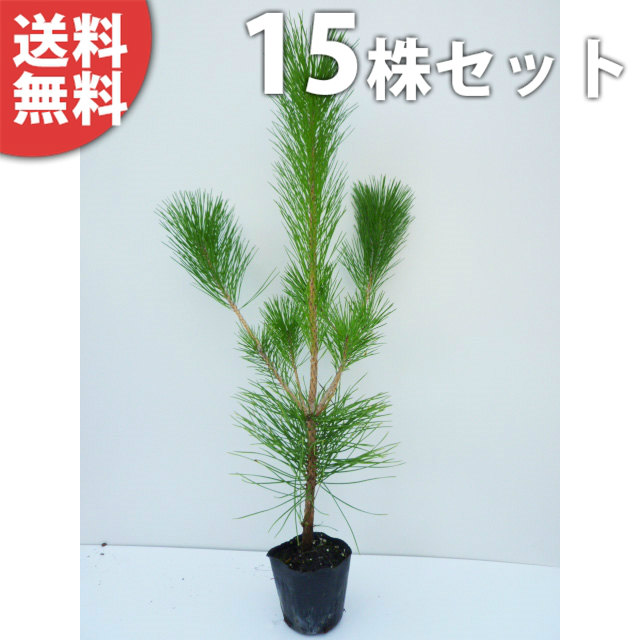 黒松 植木 庭木」の人気商品一覧 | 安い商品を通販サイトから探す