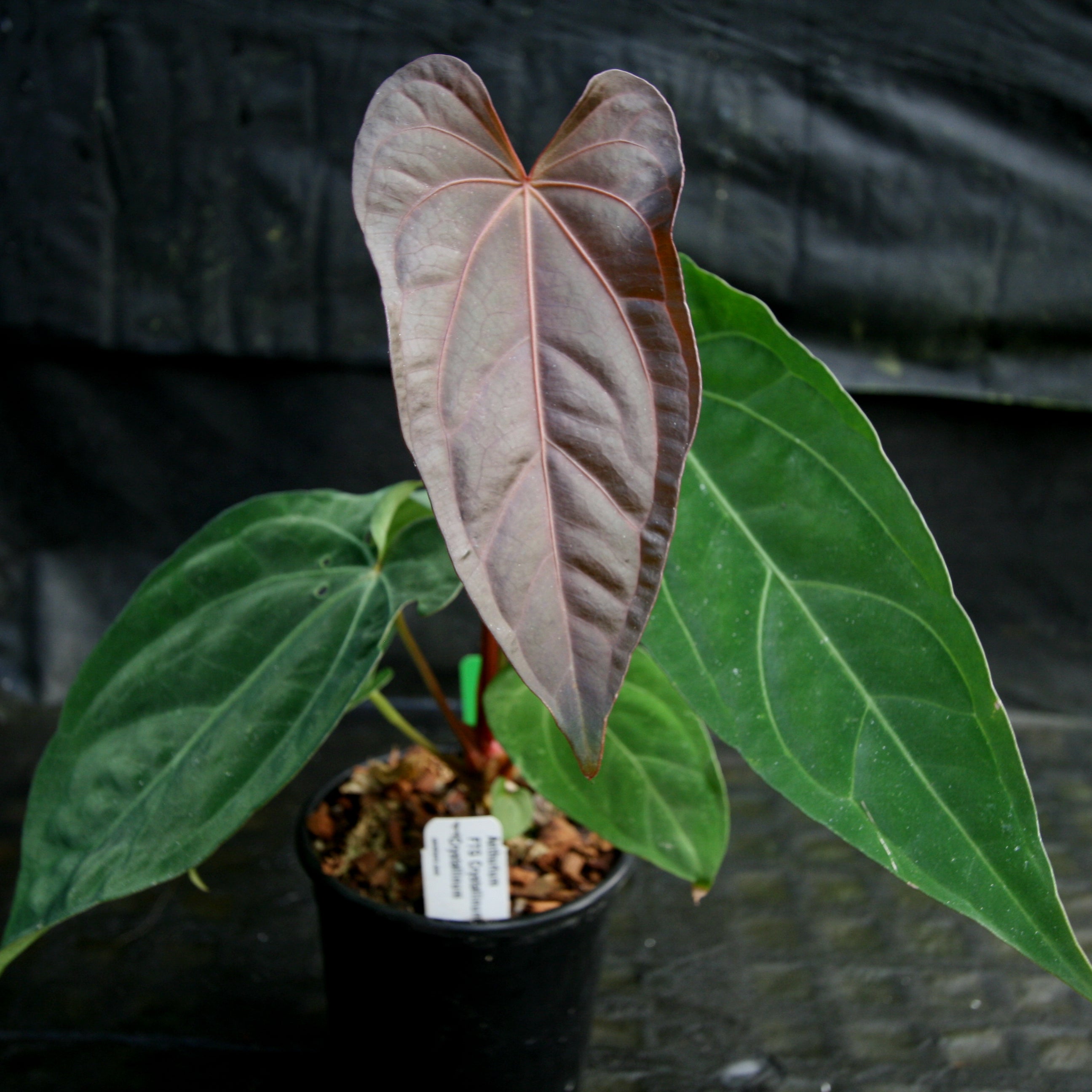 Anthurium FTG crystallinum x red crystallinum - NSE – Carnivero