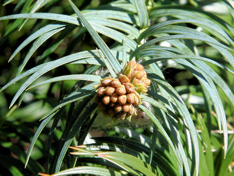 コウヨウザン (Cunninghamia lanceolata)