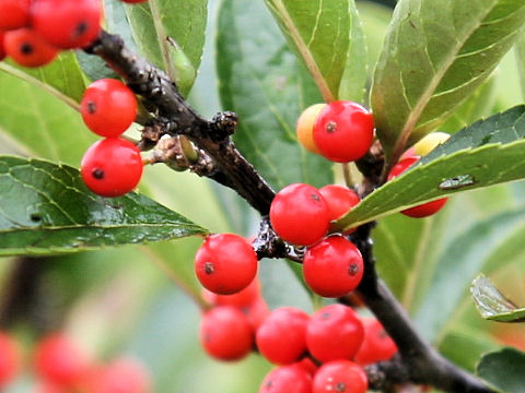 ミヤマウメモドキ (Ilex nipponica)