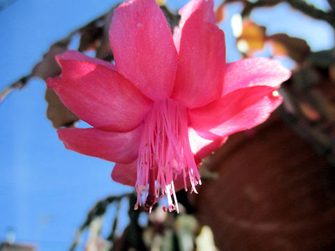 シャコバサボテン (Zygocactus hybrida)