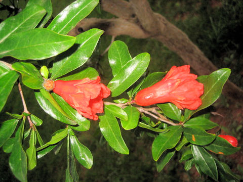 ザクロ (Punica granatum)