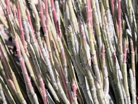 ユーフォルビア・アンティシフィリティカ (Euphorbia antisyphilitica)