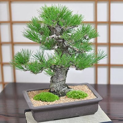 高松盆栽 五葉松 「威風堂々」を販売 ｜盆栽妙 – 盆栽妙 本店