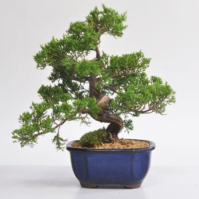 真柏 文人の盆栽を販売｜盆栽妙 – 盆栽妙 本店