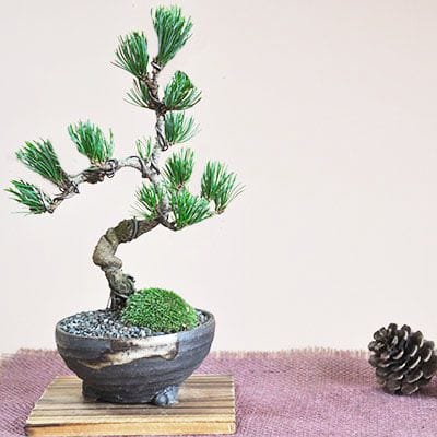 黒松 中品盆栽 樹齢35年の一点物盆栽を販売｜盆栽妙 – 盆栽妙 本店