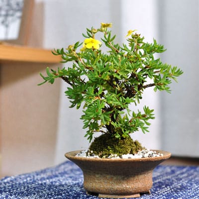 錦松(夢錦) 中品盆栽 樹齢20年の一点物盆栽を販売｜盆栽妙 – 盆栽妙 本店