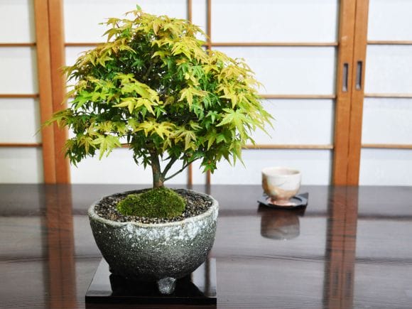 清姫もみじの盆栽を販売｜盆栽妙 – 盆栽妙 本店