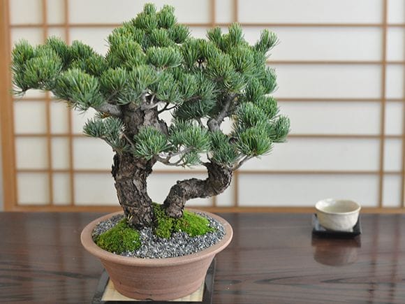 五葉松 双竜の盆栽を販売｜盆栽妙 – 盆栽妙 本店