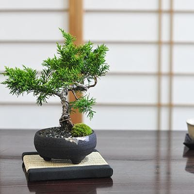 石付き真柏 |盆栽妙 – 盆栽妙 本店