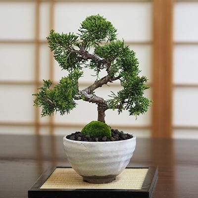 真柏（シンパク）盆栽の販売｜盆栽妙 – 盆栽妙 本店