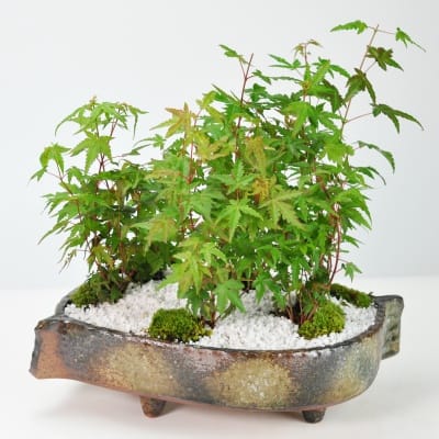 石付き楓の盆栽の販売｜盆栽妙 – 盆栽妙 本店