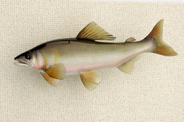 鮎剥製【魚類剥製工房フィッシュクラフトマツモト】