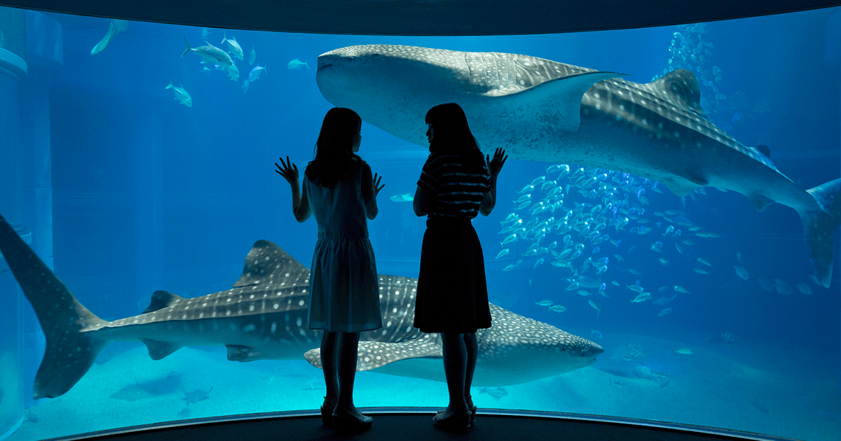 音声ガイド / 海遊館探検隊 すたんぷノート | ツアー・体験 | 海遊館