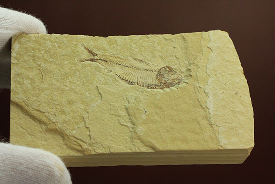 骨の1本1本が鮮明！約5000万年前のニシン科魚化石ゴシウテクティス