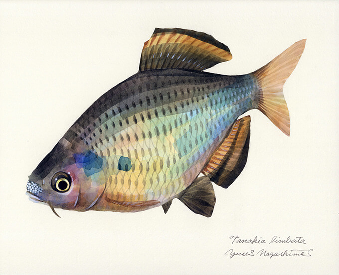 キョーリン × 魚譜画家 長嶋祐成 日淡プロスパッケージ秘話