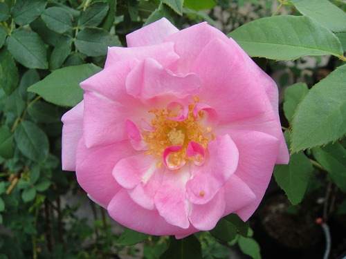Blairii No.2 つるバラ長尺苗 特大苗 ブライリー No2 Herb&Rose バラ苗
