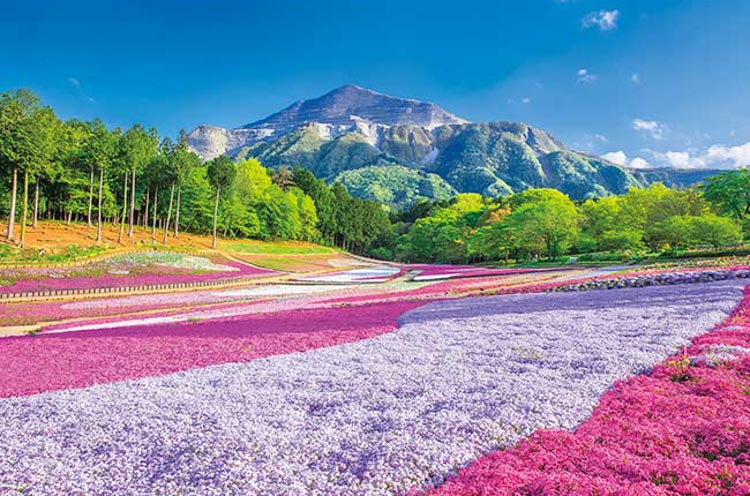APP-1000-883 風景 春のじゅうたん羊山公園 1000ピース アップルワン