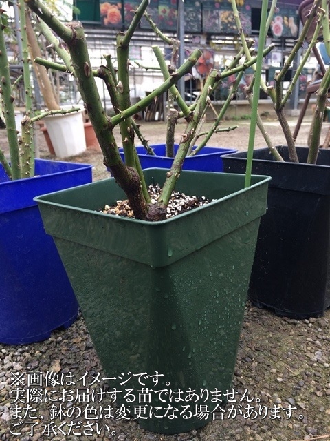 ハニーベリー苗木 鉢ごと発送 ハニーベリー苗木 鉢ごと発送 鉢物の