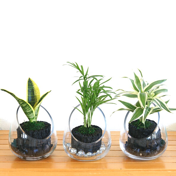 炭花壇 観葉植物 プチ - （炭花壇｜炭花壇）：炭専門商社 増田屋－炭