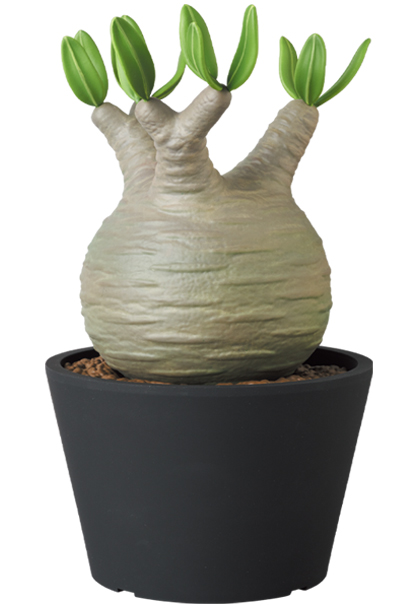 MEDICOM TOY - VCD Pachypodium Gracilius