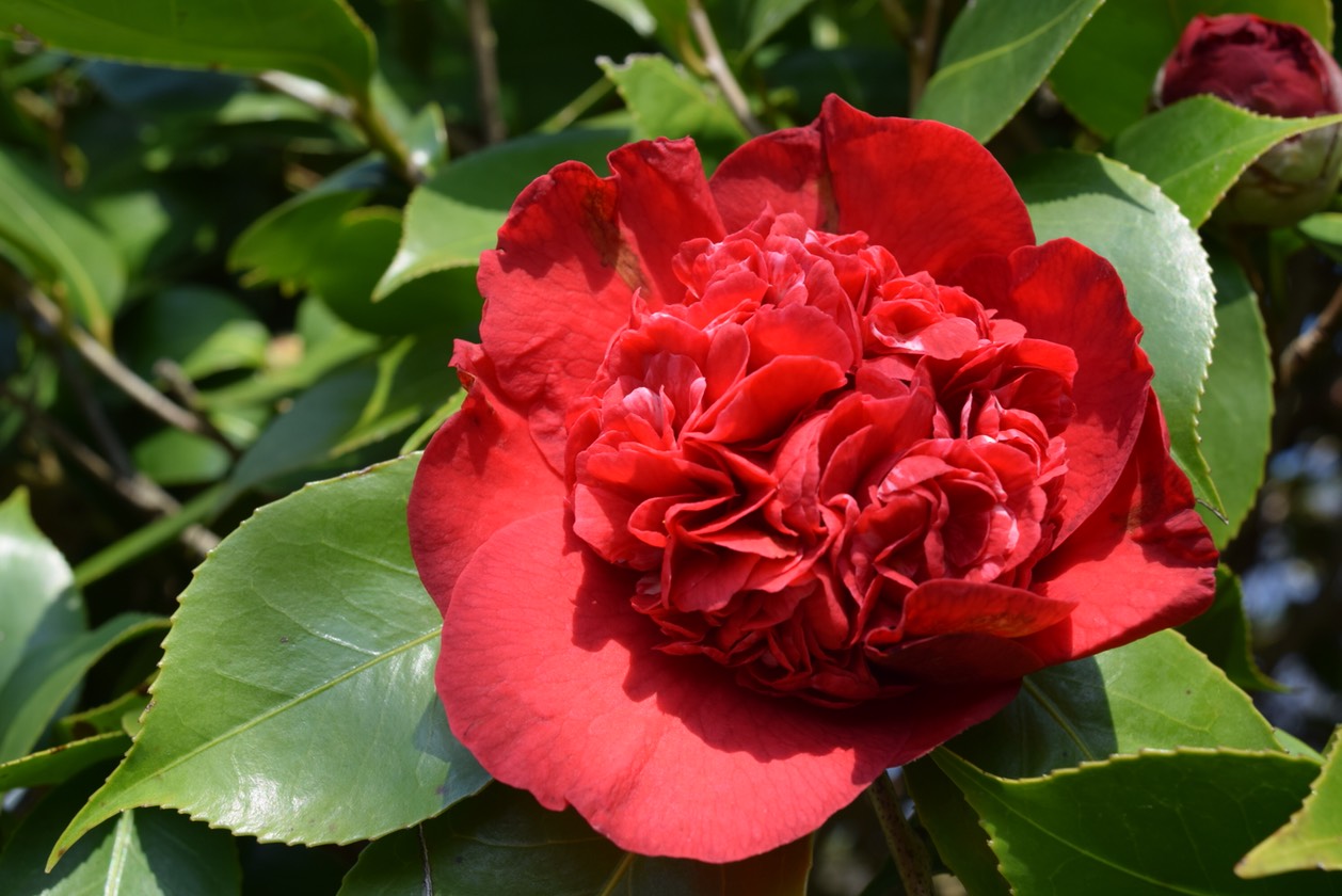 椿(ツバキ) | 宮地嶽神社