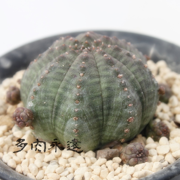 仔吹シンメトリカ,こふきしんめとりか,ユーフォルビア属,仔吹