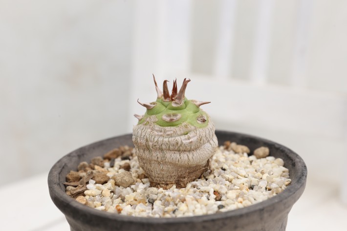 送料無料】サピニー ユーフォルビア 輸入球 A3866｜多肉植物 塊根植物
