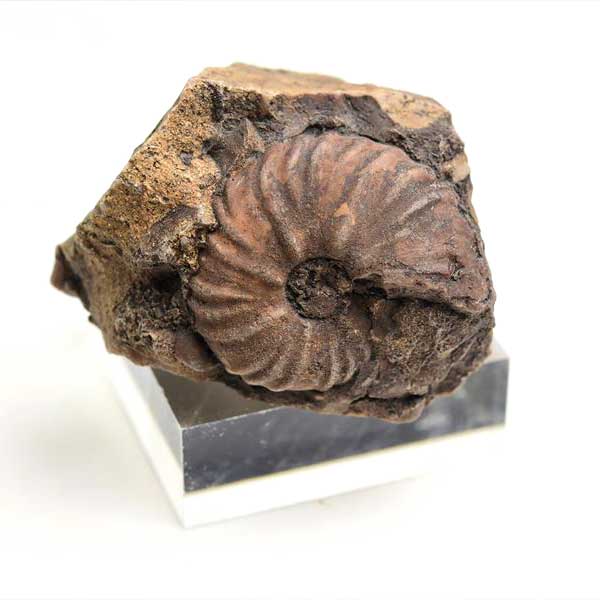 モロッコ産アンモナイト 化石｜瑪瑙化（メノウ化）｜非研磨｜ammonite