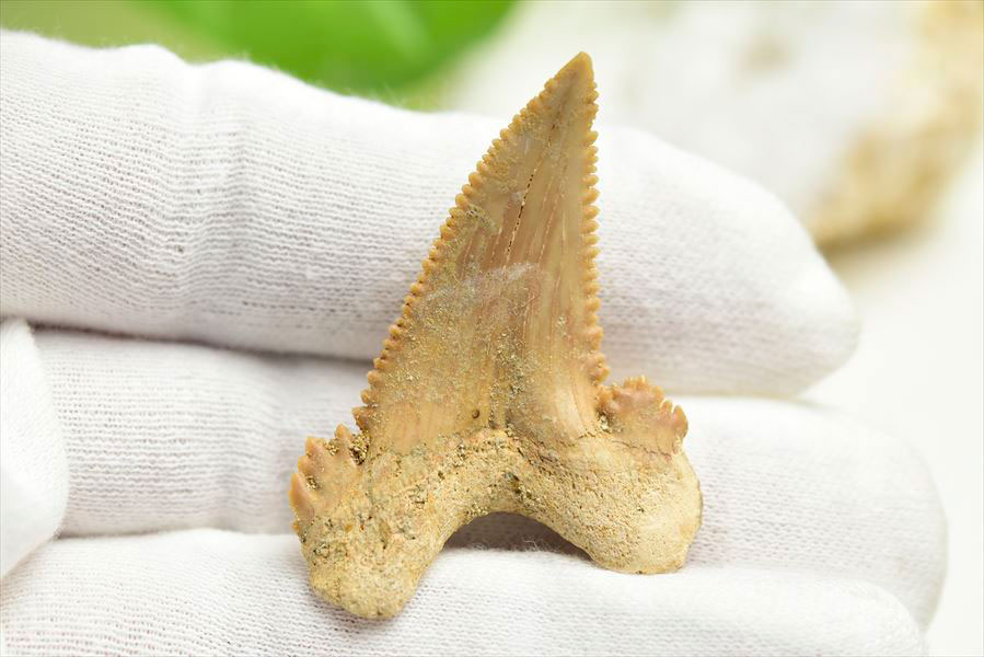 ホホジロザメ 歯 牙 化石｜サメの歯（約5.9g）｜モロッコ産
