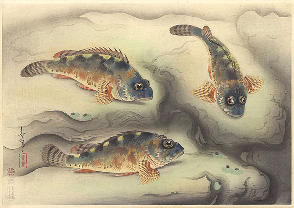 大野麥風「大日本魚類画集 カサゴ」 | 山田書店美術部オンラインストア