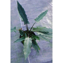 アロカシア ラウテルバキアナ | 希少植物の販売 アグラオネマ専門販売