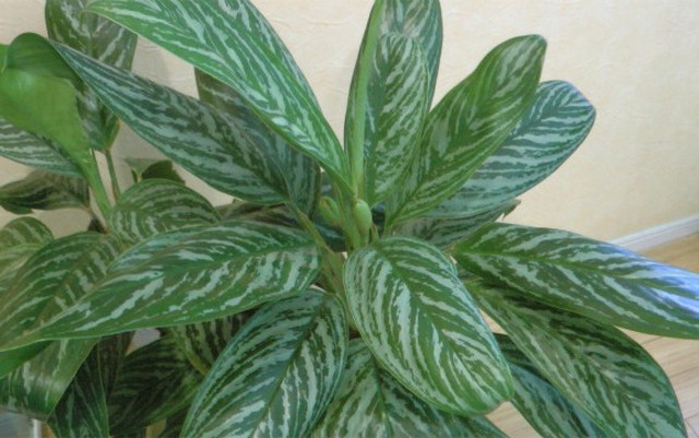 ニティドゥーム・カーティシー ～冬の管理編～ | 希少植物の販売