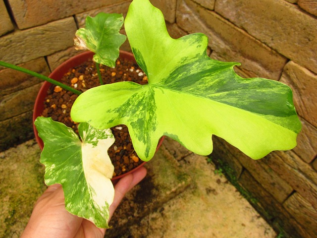 フィロデンドロン セローム 極最麗 安定斑入り(Philodendron selloum