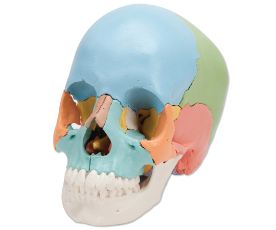 64-9714-46 頭蓋骨22分解キット マルチカラー仕様 （3B Smart Anatomy